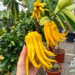 Budhova ruka (Citrus medica) - výška 150-170 cm, kont. C30L